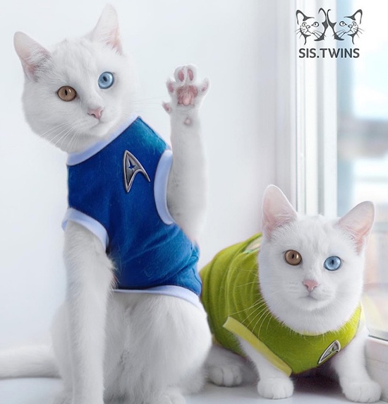 star-trek-cats